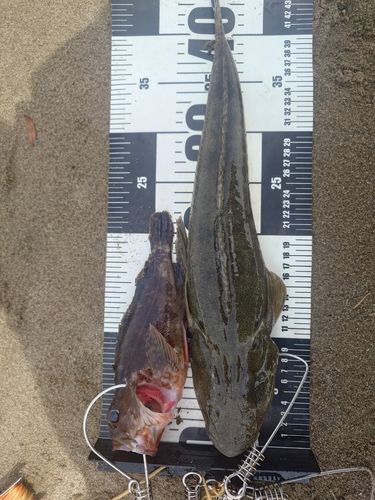 マゴチの釣果