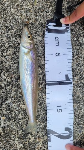 シロギスの釣果