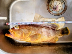 アオハタの釣果