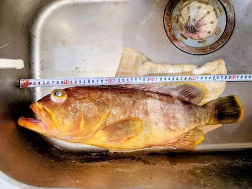 アオハタの釣果