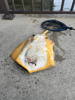 アカエイの釣果