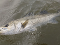 シーバスの釣果