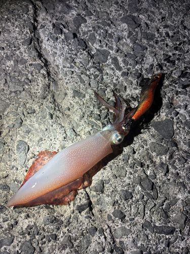 ヤリイカの釣果
