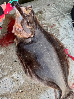 ヒラメの釣果