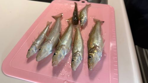 キスの釣果