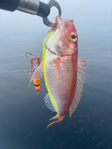 イトヨリダイの釣果