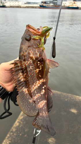 アコウの釣果