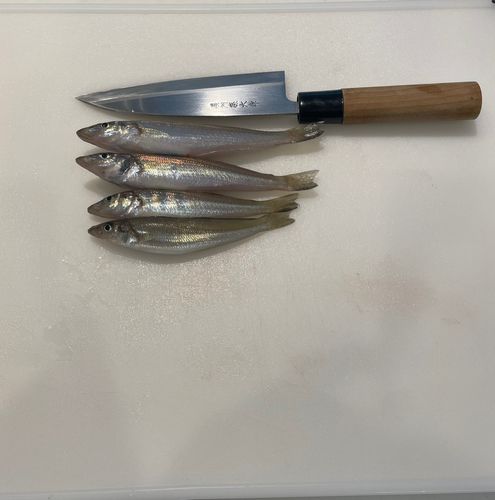 キスの釣果