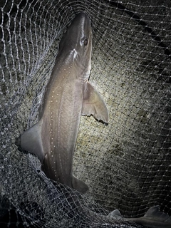 サメの釣果