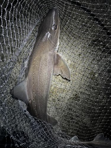 サメの釣果