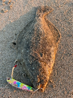 ソゲの釣果