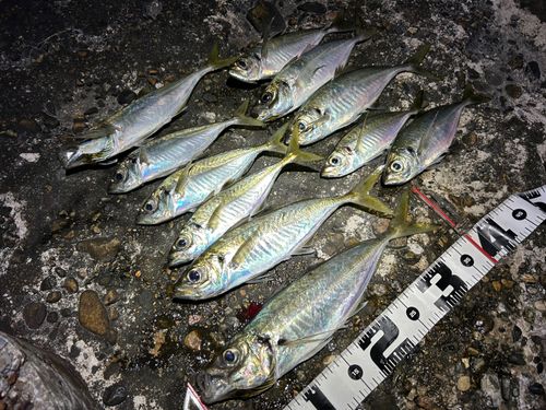 アジの釣果