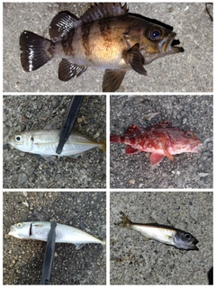 メバルの釣果