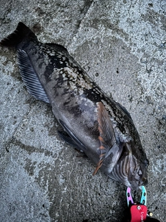 アブラコの釣果