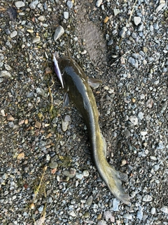 ナマズの釣果