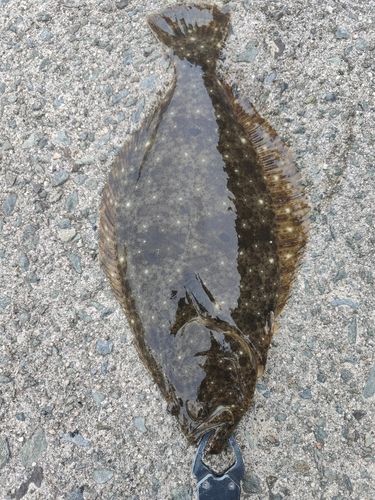 ヒラメの釣果