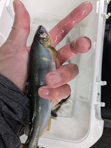 アユの釣果