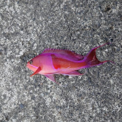 ムツの釣果