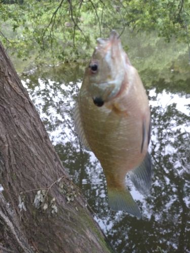 ナマズの釣果