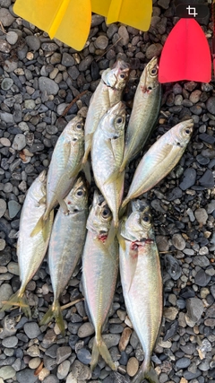 アジの釣果