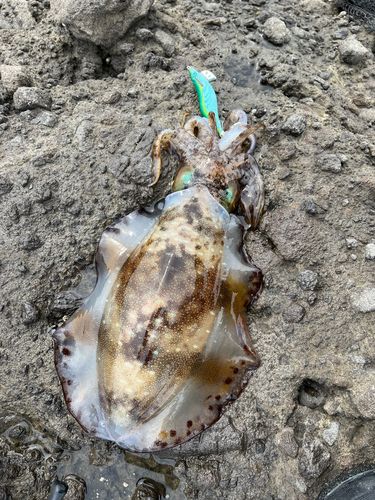 アオリイカの釣果