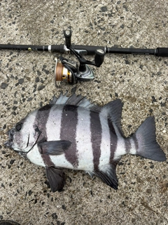 イシダイの釣果