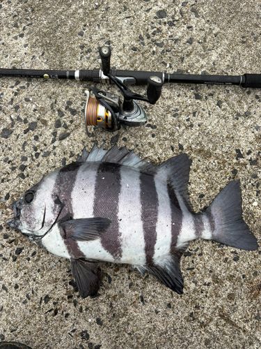 イシダイの釣果