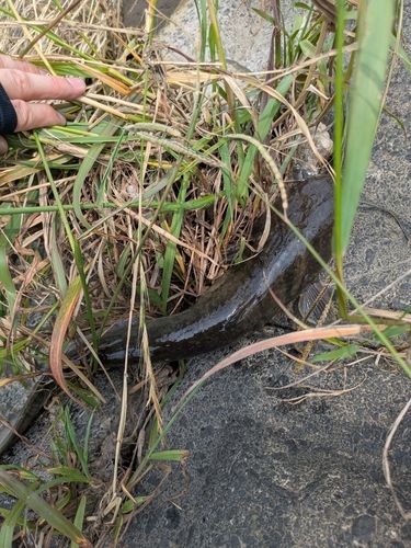 ナマズの釣果