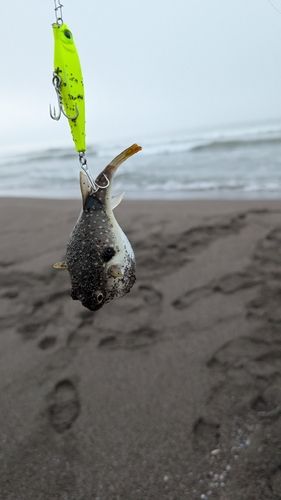 クサフグの釣果