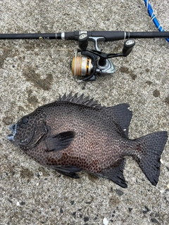 イシガキダイの釣果