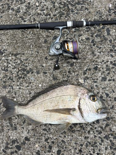 ヘダイの釣果