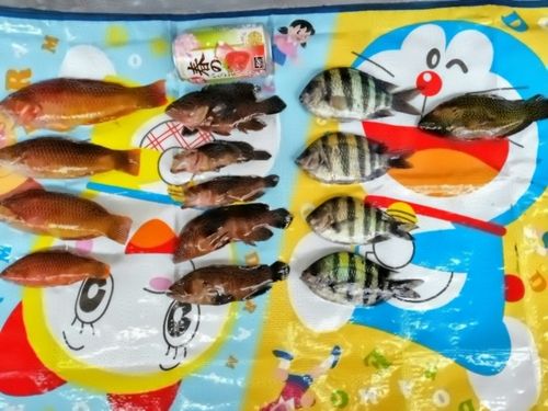 ヤミハタの釣果