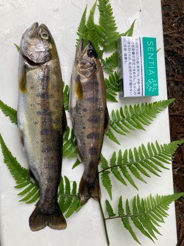 トラウトの釣果・釣り情報まとめ【2026年最新】 - アングラーズ | 釣果