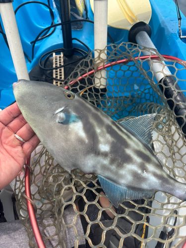ウマヅラハギの釣果