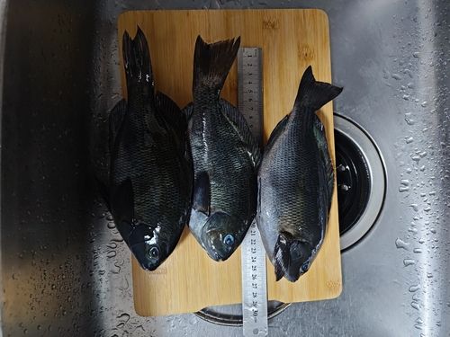 グレの釣果