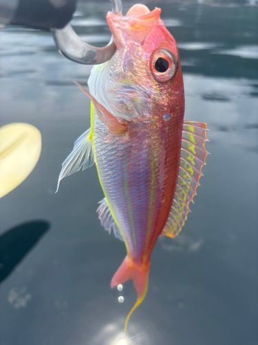 イトヨリダイの釣果