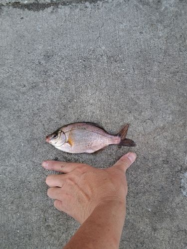 ウミタナゴの釣果