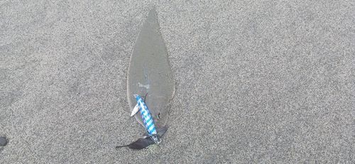 マダカ（マルスズキ）の釣果