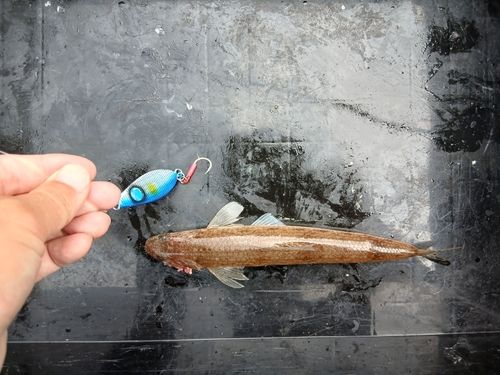 エソの釣果