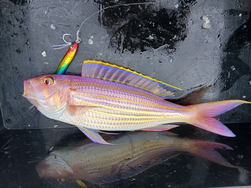 イトヨリダイの釣果