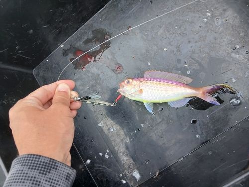 イトヨリダイの釣果
