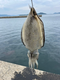 コウイカの釣果