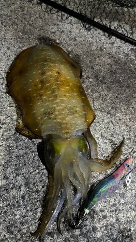 アオリイカの釣果