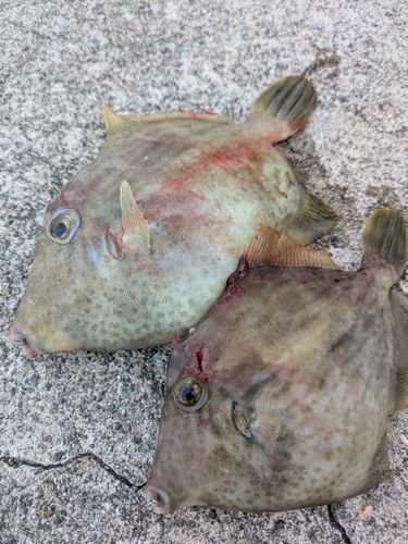 カワハギの釣果