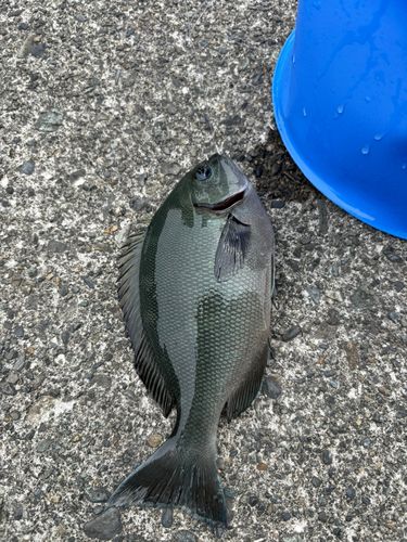 メジナの釣果