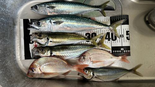 釣果