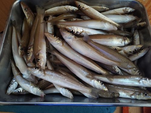キスの釣果