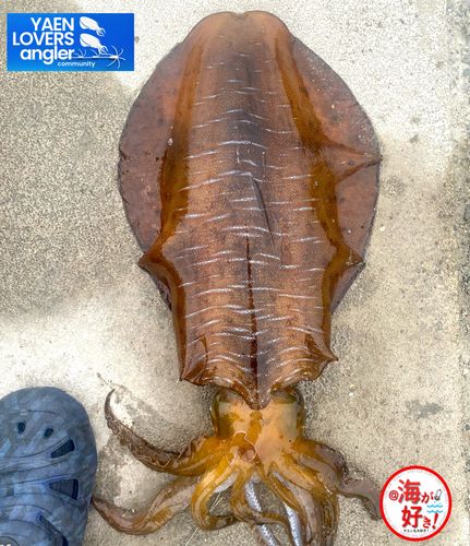 アオリイカの釣果