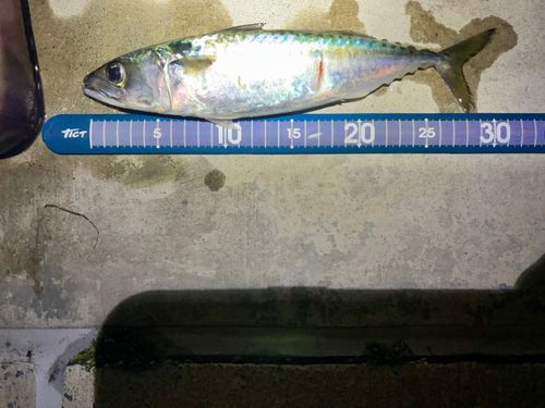 サバの釣果