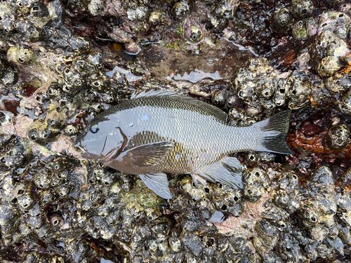 オキナメジナの釣果